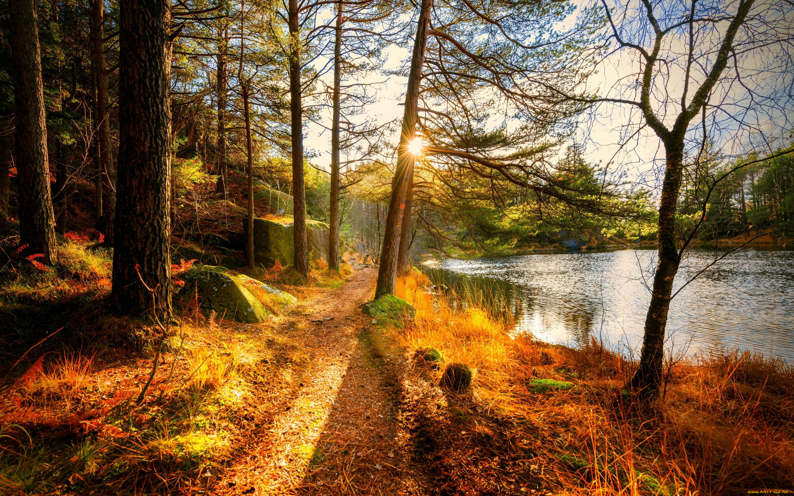 , , , forest, , landscape, river, , , , nature, view, scenery, autumn, trees